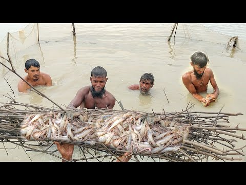 নদীতে এত গলদা চিংড়ি মাছ ধরা পড়তেছে অকল্পনীয়।  Shrimp fishing। Mach dhora video bangla। চিংড়ি মাছ ধরা