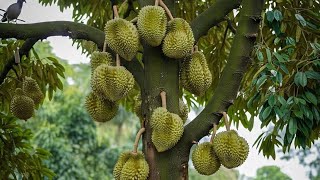3+1 extra !! Durian Grafting Technique for Beginners
