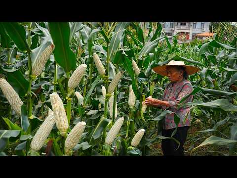 玉米吃不完，阿婆摘去鎮上賣，兩天一夜賺30元，但開心Grandma cooks delicious Chinese food with corn｜Chinese Food 广西 美食｜ 玉林阿婆