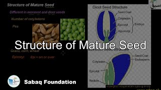 Structure of Mature Seed