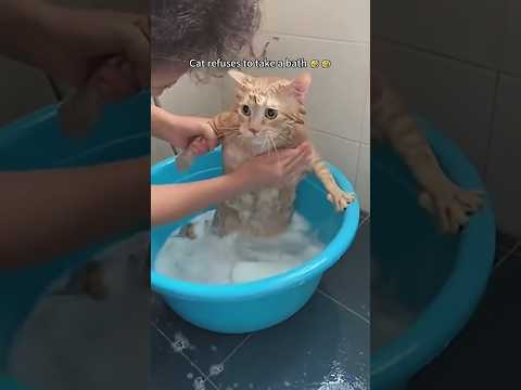 The cat that wants to run away from bathroom 🙀🥹😹 #funnycats #petfails  #cats ##funnypets