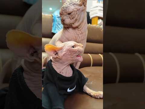 cats Breed with the brain cells on head#youtubeshorts#fypcutecat#topfyp