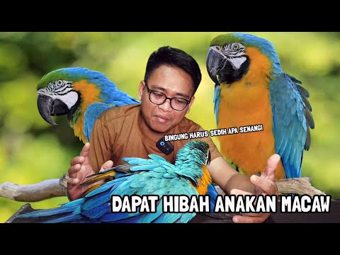 KAGET BANGET DIKASIH ANAKAN BURUNG MACAW⁉️TAPI KONDISI BEGINI