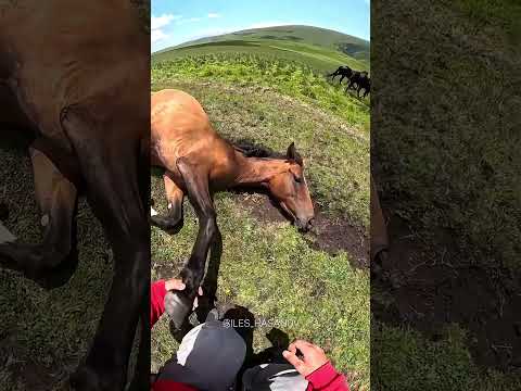 Motociclistas salvando Animales