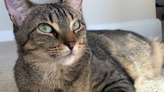Rest in Peace, Dude the Cat ❤️