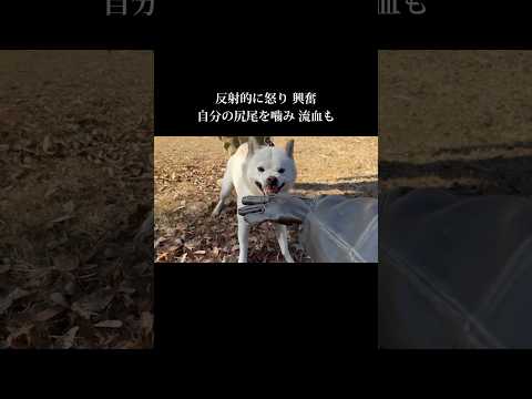 無意味な刺激は要りません #doglibre #ドッグトレーニング #犬のしつけ