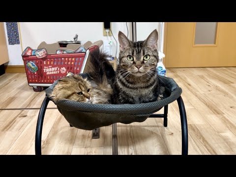 猫が初めてハンモックに乗ったら快適すぎてこうなりましたw