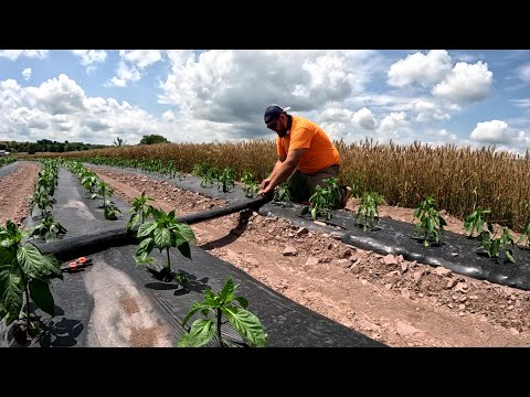 Protecting our crop from a deadly summer