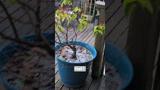 50 seconds of hail #asmr #2026 #nature #winter #weather #asmrsounds #asmrvideo #hail #hailstorm