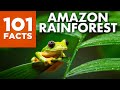 Amazon Rainforest Knowledge Assessment
