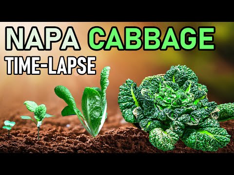 Napa Cabbage Growing From Seed Time Lapse (110 Days)