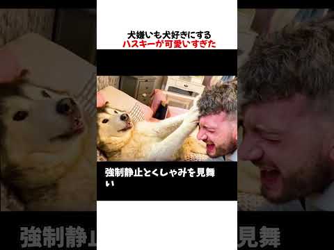犬嫌いも犬好きにするハスキーが可愛いすぎたwwwww