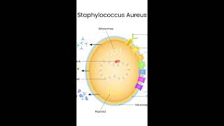 The  Invisible Killer  in Your Food  Why Boiling Can't Stop Staphylococcus Aureus