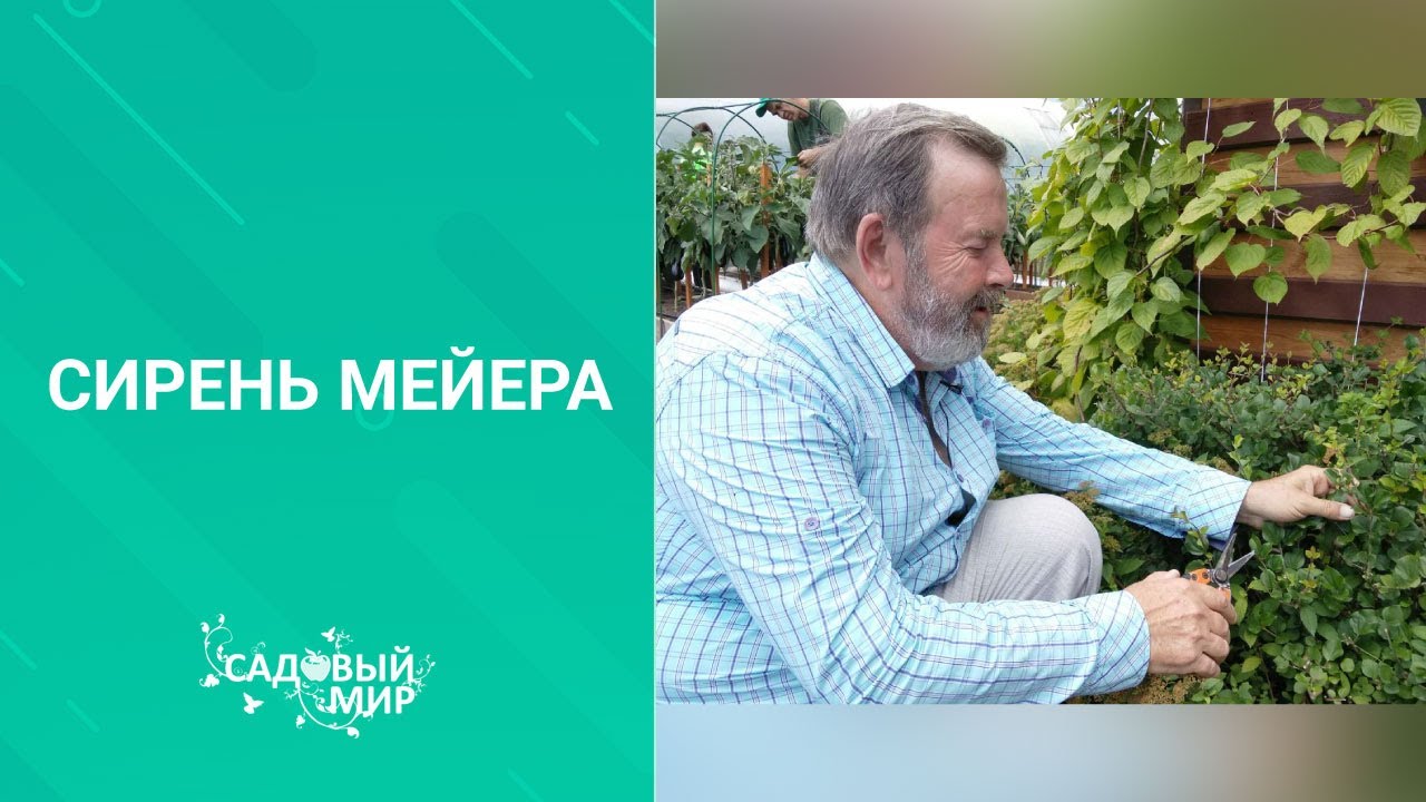 СУПЕР ароматная Сирень Мейера украсит ландшафтный дизайн любого сада. Посадка и уход