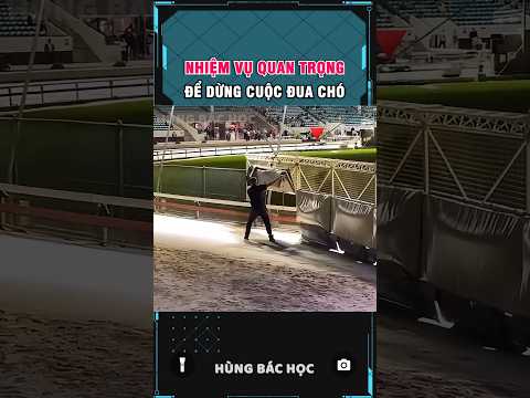 người đàn ông với nhiệm vụ dừng cuộc đua chó