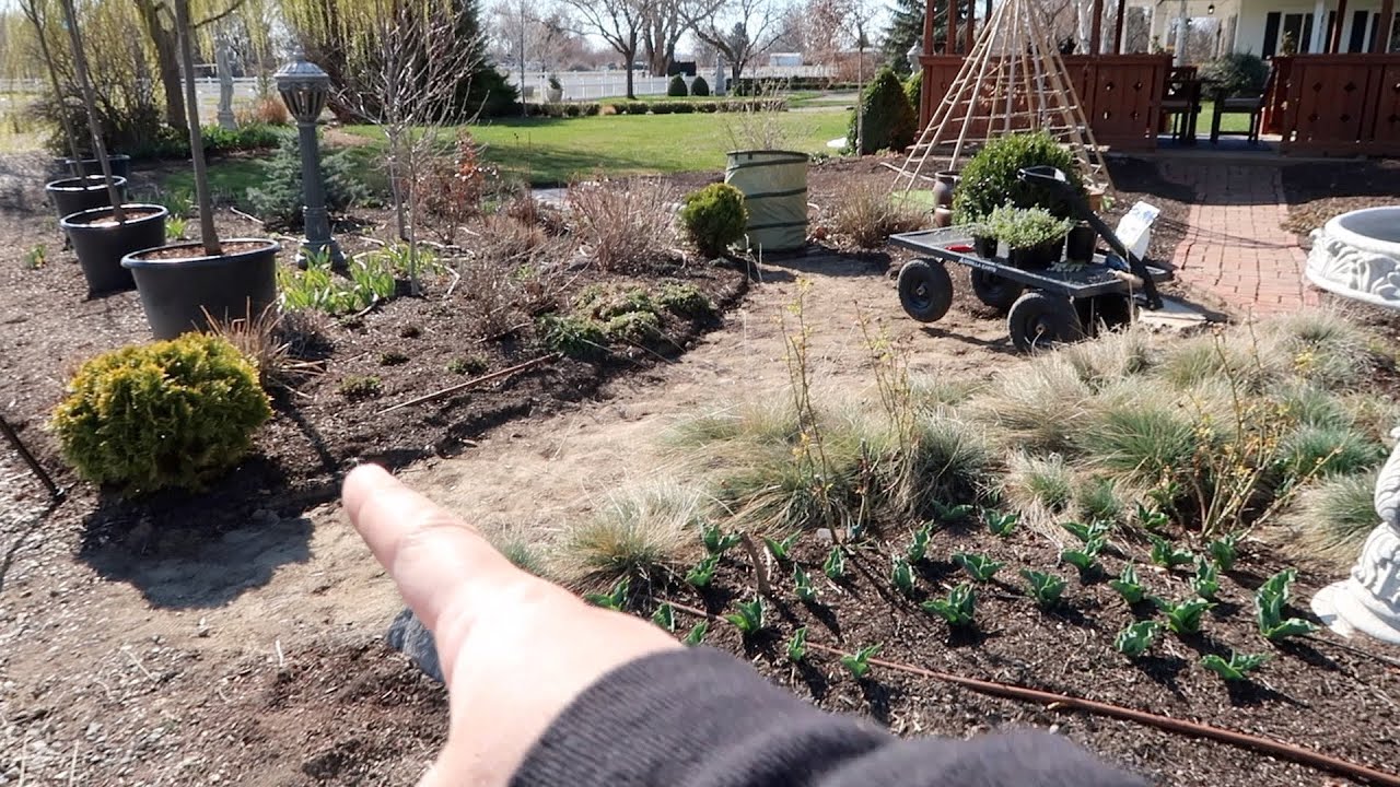 Full Day of Garden Maintenance: Pruning, Planting & Making Mint Iced Tea!