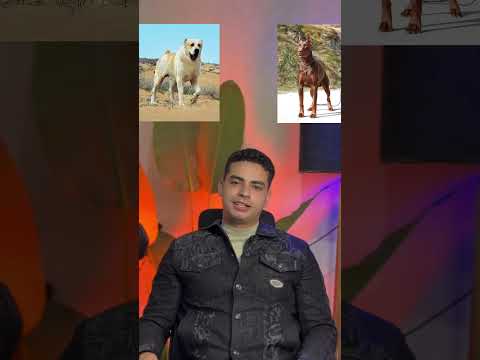 تحدي الكلاب مين يكسب 🫣 #كلاب