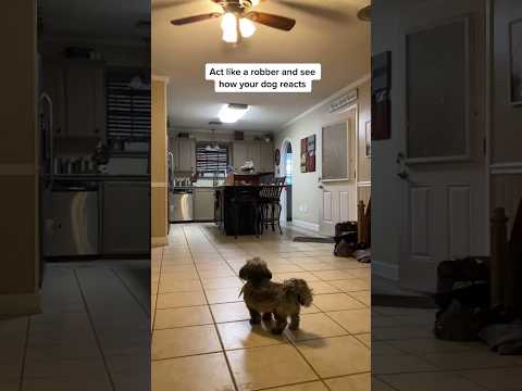 Act like a robber and see how your dog reacts 😂