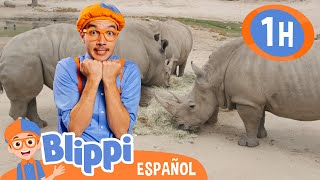 Rinocerontes en el Zoológico 🦏 Blippi Español | Videos educativos para niños | Aprende y Juega