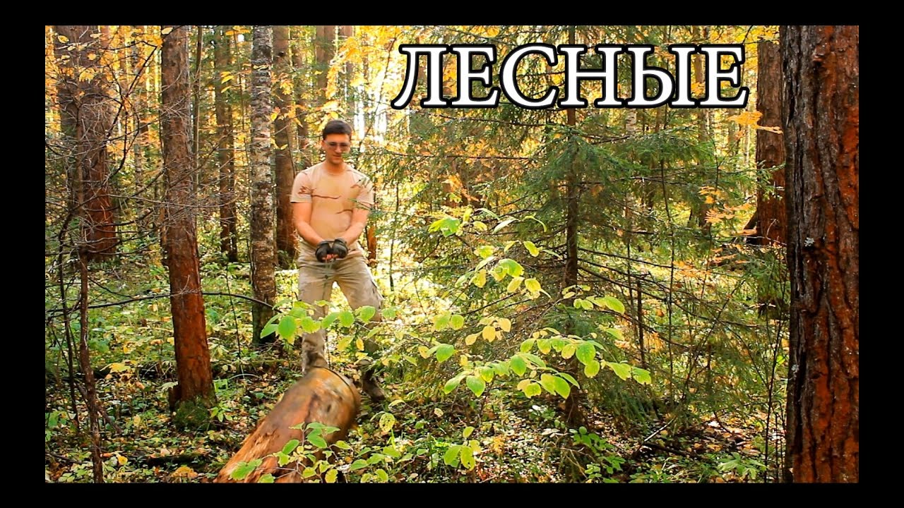 Заготовка дров с веревкой и пилой