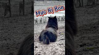 Mực và những bệnh đâu hiệu của tuổi già #tamchoco