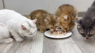 My cats have  a happy lunch 😍