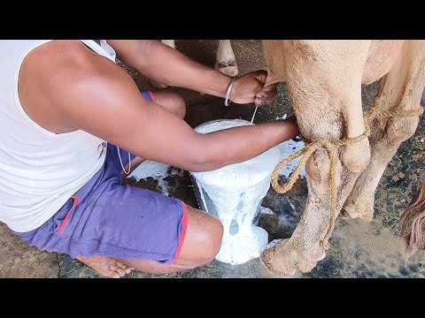 cow milking by hand long video#manual cow milking speed by a boy#hf cow milking process