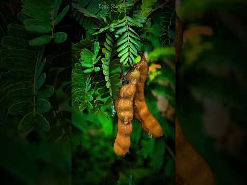 ทั้งดอกและต้นมะขามสวยจึ้งมาก #viral #photography #funny #nature #videoshort #challenge #amazing