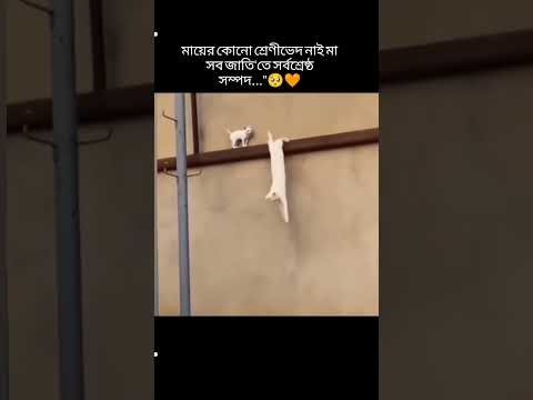 মা হলো শ্রেষ্ট সম্পদ❤️‍🩹 #caption #banglastatus #catfunny #cute #catvideos #funny #funnycatvideos