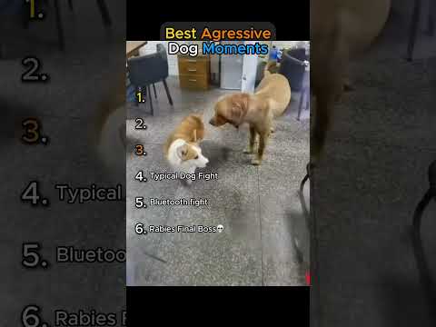 Best Aggressive Dog Moments👹 (TRY NOT TO LAUGH🤣)