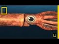 Marine Reptiles and Ancient Fish