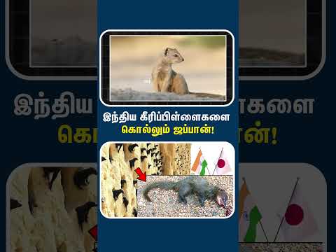 ஜப்பான்ல அப்டி இந்த கீறிகள் என்னதான் பண்ணுச்சு!! | Indian mongoose problem in Japan