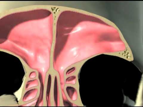 3D anatomy of human nasal cavity and sinuses.