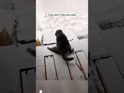 Cats don’t like the cold 🥶#funny #youtube #cat