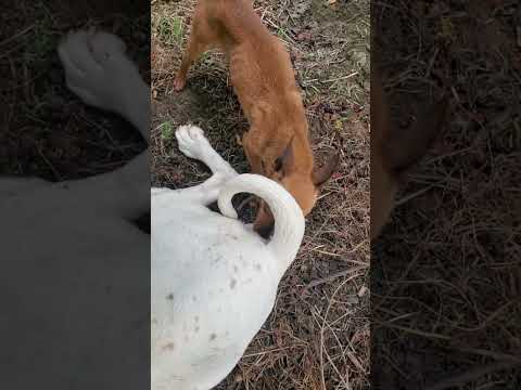 #germanshepherd #puppy #dog #animals #motivation #malinois #cute #shortvideo