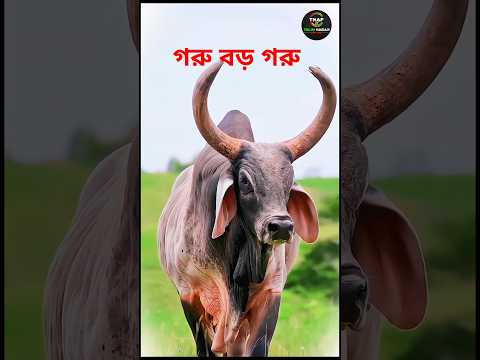 গরু বড় গরু 🚀🐂🐃 #shortvideo #cow #cowvideos #তালিমনগর #music #song #গরু #bull #trending #status