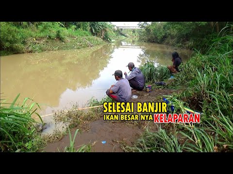 TERBUKTI !! Mancinglah selesai Banjir,karna ikan besar nya pada kelaparan