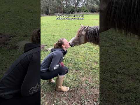 POV: you buy a new pony without telling your fiancé #horse #horsegirls #equestrian #newpony #horses