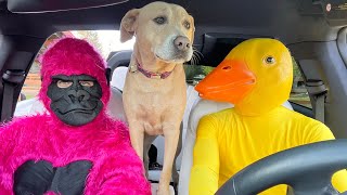 Rubber Ducky Surprises Puppy & Gorilla with  Car Ride Chase!