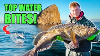 Multi Species Pacific City Dory Fishing Trip. (Epic Topwater Bites & Ling Cod Fishing) 
