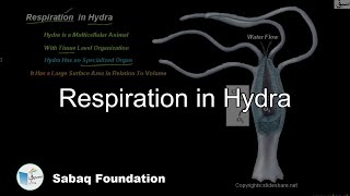 Respiration in Hydra