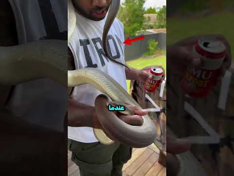 هل طريقته في التدريب جيدة؟🧐🐍