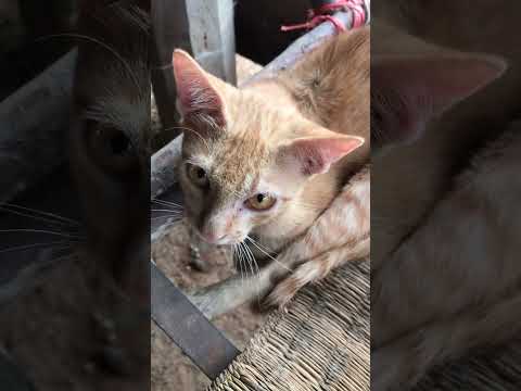 แมวนั่งไขว้ห้างcatvideosshortvideodonsodstudio