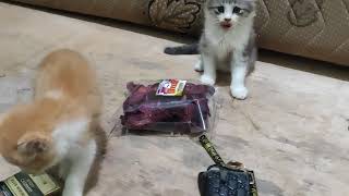 Anak kucing imut yang sangat menggemaskan sedang bermain