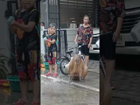 kenapa kapibara bisa secuek itu? padahal dimandiin rame" tapi cuek banget๐