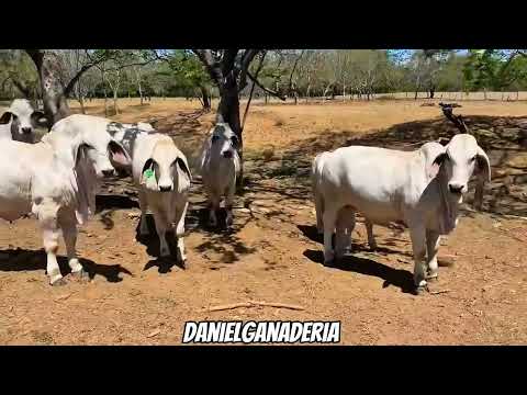 Ejemplares Brahman Rojo y gris 🐮