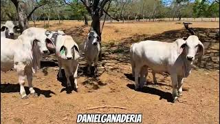 Ejemplares Brahman Rojo y gris 🐮