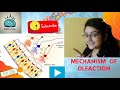 Olfactory System and G Protein Functions