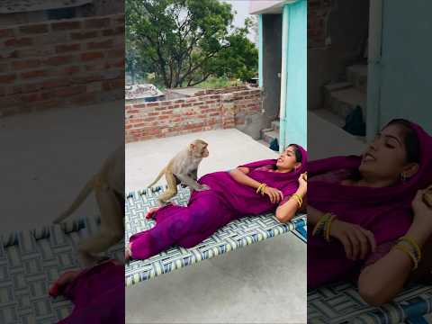 How chandu searching banana funny video #monkeychallenge #funnyclip #monkeyclip