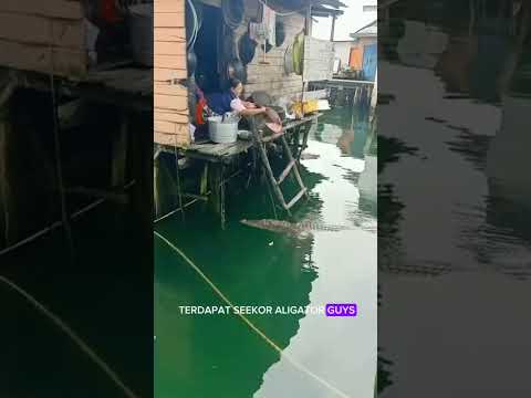 Hidup berdampingan dengan aligator #bedasuara #fishing #mancing #fish #viralvideo #video #vlog